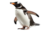 Gentoo penguin walking on white isolated background, flippers spread in dynamic pose showing distinctive white chest band and orange beak markings.