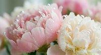 Soft pink and white tulips with delicate fringed petals covered in morning dew drops, creating romantic spring garden atmosphere for weddings and celebrations.