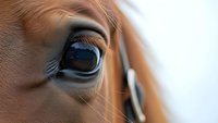 Close-up of brown horse eye with long eyelashes showing detailed iris and reflection. Equine portrait capturing gentle expression and natural beauty.