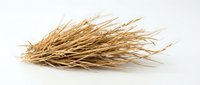 Dried straw bundle isolated on white background, ready for design use in agricultural, rustic, and craft projects.