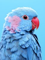 Close-up portrait of blue and pink feathered parrot with red beak against light blue background, showing detailed plumage texture and distinctive eye pattern.
