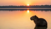 Capybara sitting in calm lake water during golden sunset with warm orange sky reflection creating peaceful wildlife scene for nature photography projects.