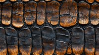 Detailed macro shot of crocodile skin texture showing natural pattern of dark scales with orange highlights and deep grooves between segments. Luxury leather background.