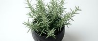 Fresh rosemary herb plant in black pot isolated on white background for culinary cooking and kitchen garden design projects.