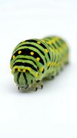 Green and yellow striped caterpillar with black markings and yellow spots isolated on white background, suitable for nature, wildlife, and educational design projects.