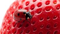 Ladybug crawling on fresh red strawberry with seeds visible, macro close-up shot for nature and food photography projects.