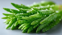 Fresh green succulent leaves covered with morning dew drops in macro photography, showing natural plant texture and moisture on gray background.