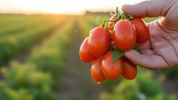 Fresh ripe cherry tomatoes in farmer hands at sunset in agricultural field. Organic vegetable harvest concept for healthy eating and sustainable farming.