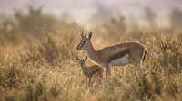 Springbok antelope mother with young calf in golden grassland during warm sunset light in African savanna wilderness habitat for wildlife photography.