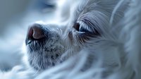 Close up portrait of white dog nose and fur in soft dreamy blue tones, showing detailed texture of animal muzzle and whiskers in artistic macro photography.