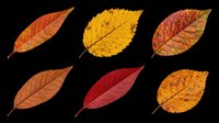 Six colorful autumn leaves in red, orange, yellow and gold tones, isolated on transparent background, ready for seasonal clipart, stickers, t-shirt design and print on demand.