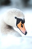 Close-up portrait of white mute swan head with orange beak against soft winter background, showing delicate feather texture and graceful neck curve.