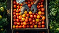 Fresh ripe red and yellow cherry tomatoes in rustic wooden box with gardening gloves, surrounded by green tomato plants in organic garden setting.