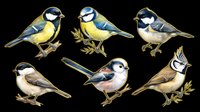 Watercolor blue tit birds collection isolated on transparent background. Six detailed avian illustrations ready for clipart, t-shirt design, stickers, print-on-demand products, and sublimation projects.