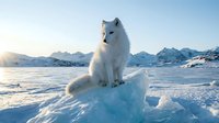Majestic arctic fox with pristine white winter coat sitting on snow-covered ice formation against dramatic mountain landscape during golden hour sunrise.