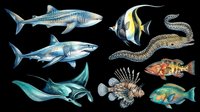 Colorful ocean fish and sea creatures set isolated on transparent background, ready for t-shirt design, stickers, clipart, sublimation, and print on demand use.