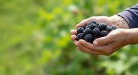 Ripe blackberries held in cupped hands of a person harvesting fresh berries outdoors in natural daylight, suitable for food, agriculture, and organic produce marketing.