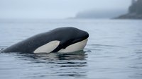 Orca whale surfacing in calm ocean waters with distinctive black and white markings visible above waterline in natural marine habitat.