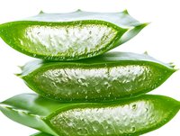 Fresh aloe vera leaves cut to show clear gel inside on white background, natural organic skincare ingredient for cosmetics and healing products.