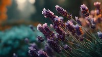 Purple lavender flowers blooming in garden with soft bokeh background. Aromatic herb plant for relaxation, aromatherapy and natural wellness concepts.