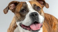 Happy brown and white pit bull terrier dog portrait with tongue out on gray background, friendly canine pet expression for animal lover content.