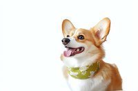Happy Pembroke Welsh Corgi puppy with green bandana looking up with tongue out against white background, isolated pet portrait for veterinary and grooming designs.