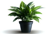 Chinese evergreen plant with spotted green leaves in black pot isolated on white background. Decorative houseplant Aglaonema for interior design and home decor.