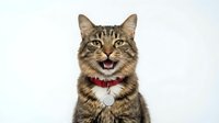 Tabby cat with red collar smiling at camera against white background, isolated pet portrait for design, greeting cards, and animal-themed projects.