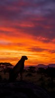Cheetah silhouetted on rocky outcrop during vibrant sunset with golden and crimson sky, acacia trees and distant mountains in African savanna landscape.