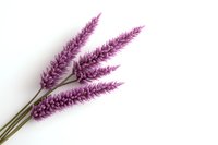 Purple dried pampas grass plumes isolated on white background, natural botanical decoration element for modern minimalist floral arrangements.