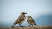 Two small brown songbirds perched together on textured surface against soft blue sky background, displaying natural wildlife behavior and companionship.