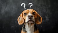 Curious beagle dog with question marks above head against dark background, expressing confusion and doubt. For pet services, training materials and funny animal content.