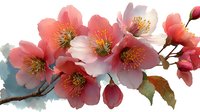 Delicate cherry blossom branch with pink and coral flowers blooming on brown stem with green leaves, isolated on white background for spring designs.