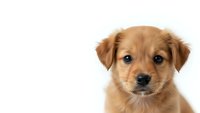 Adorable golden brown puppy with expressive dark eyes isolated on white background for pet care designs and animal lover projects.