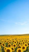 Vibrant sunflower field stretching to horizon under clear blue sky with wispy clouds creating peaceful agricultural landscape for summer backgrounds.