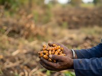 Farmer holding harvested peanuts in hand over agricultural field during crop season. Worker displaying legume harvest for food production and farming industry use.
