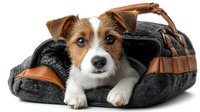 Adorable Jack Russell Terrier puppy resting in cozy gray pet carrier bag with brown leather handles, perfect for travel and transportation needs.