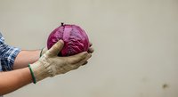 Red cabbage held in gardener's hands wearing work gloves, isolated on neutral background. Suitable for organic farming, agriculture, gardening, and food production marketing materials.