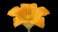 Bright yellow squash blossom isolated on transparent background, ready for clipart, t-shirt design, stickers, print-on-demand products, and sublimation projects.