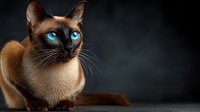 Siamese cat with striking blue eyes sitting gracefully against dark background, showcasing elegant feline features and distinctive color point markings.