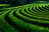 Vibrant green tea plantation with curved terraces creating mesmerizing patterns across rolling hills, illuminated by dramatic natural lighting in early morning.