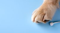 Dog paw holding thermometer on blue background, veterinary care and pet health monitoring concept for medical and healthcare designs.
