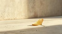 Yellow ginkgo leaf on concrete floor in soft natural sunlight casting gentle shadows, minimalist autumn composition with copy space for text.