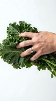 Fresh kale leaves held by hand on white background, organic leafy greens for healthy cooking and nutrition concepts.