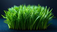 Fresh green wheatgrass with morning dew drops on dark background for healthy lifestyle and organic nutrition concepts.