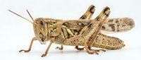 Grasshopper insect isolated on white background, showing detailed wings, legs and antennae for educational and design purposes.