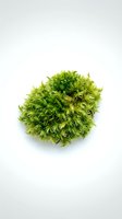 Vibrant green moss isolated on white background, ready for botanical, nature, and design projects including web, print, and educational materials.