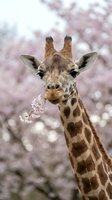 Giraffe eating delicate pink blossoms with blooming trees in soft focus background, wildlife feeding behavior in spring season.