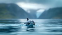 Dolphin swimming in misty fjord waters with snow-capped mountains in background, creating serene natural atmosphere. Surface level view captures marine life in natural habitat.
