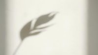 Soft shadow of a tropical leaf cast on a beige wall, creating a minimal, natural aesthetic for modern interior design.